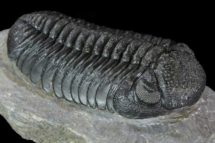 Prone Morocops Trilobite - Top Quality Specimen #88871